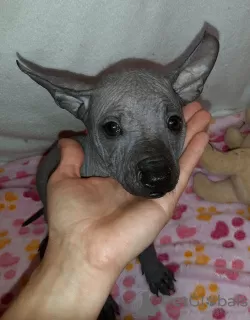 Dodatkowe zdjęcia: Xoloitzcuintle Puppy