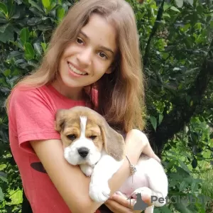 Zdjęcie №3. Piękne trójkolorowe szczenięta rasy beagle.. Niemcy