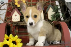 Zdjęcie №2 do zapowiedźy № 63550 na sprzedaż  welsh corgi - wkupić się Grecja 