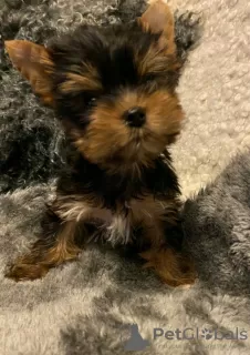 Zdjęcie №1. yorkshire terrier - na sprzedaż w Seden | 1046zł | Zapowiedź №121334