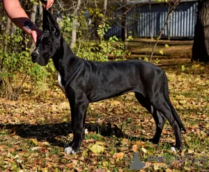 Dodatkowe zdjęcia: Hodowla FolkDogów