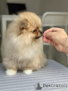 Dodatkowe zdjęcia: Szpic Miniaturowy Pomeranian (Ruda Sunia)