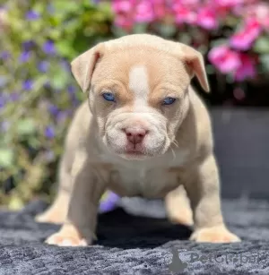 Zdjęcie №1. american bully - na sprzedaż w Vienna | 3223zł | Zapowiedź №105793