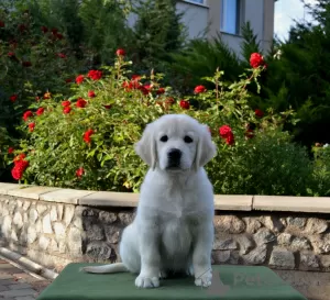 Dodatkowe zdjęcia: Sprzedam szczenięta Golden Retriever PRA 1, PRA 2,ICHT. czysto