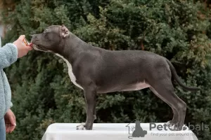 Zdjęcie №1. american bully - na sprzedaż w Krasnodar | negocjowane | Zapowiedź №84654