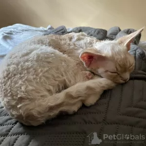 Zdjęcie №2 do zapowiedźy № 22755 na sprzedaż  devon rex - wkupić się Polska hodowca