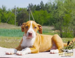 Zdjęcie №3. Szykowny szczeniak Pit Bull. Ukraina