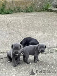 Dodatkowe zdjęcia: Cane Corso szczenięta