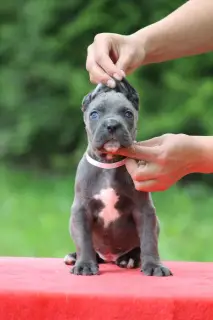 Dodatkowe zdjęcia: Szczenięta Cane Corso