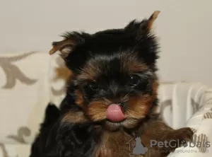 Zdjęcie №3. Sprzedam szczenięta rasy Yorkshire Terrier. Ukraina