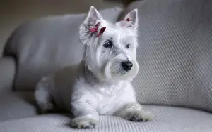 Zdjęcie №1. Usługi krycia - rasa: west highland white terrier. Cena - 577zł