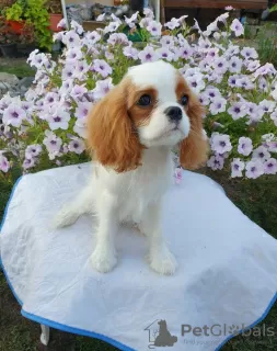 Zdjęcie №1. cavalier king charles spaniel - na sprzedaż w Omsk | 6188zł | Zapowiedź №64614