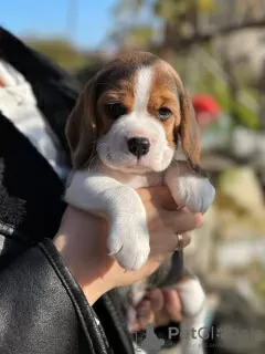 Dodatkowe zdjęcia: Sprzedam szczenięta rasy beagle.