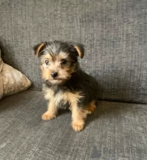 Zdjęcie №1. yorkshire terrier - na sprzedaż w Andros | 1188zł | Zapowiedź №43398