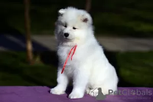 Dodatkowe zdjęcia: Sprzedam szczenięta rasy Samoyed