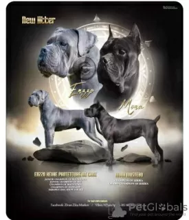 Dodatkowe zdjęcia: Szczenięta Cane Corso