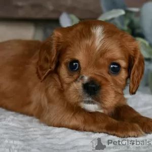 Zdjęcie №3. Dostępny Cavalier King Charles Spaniel. Brazylia