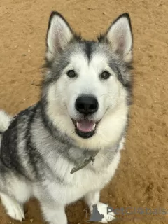 Zdjęcie №2 do zapowiedźy № 121181 na sprzedaż  alaskan malamute - wkupić się Federacja Rosyjska ze schronu