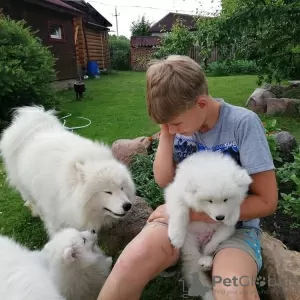 Zdjęcie №1. samojed (rasa psa) - na sprzedaż w Gelsenkirchen | 1017zł | Zapowiedź №129866