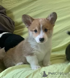 Zdjęcie №3. Piękne szczenięta Pembroke Welsh Corgi.. Niemcy