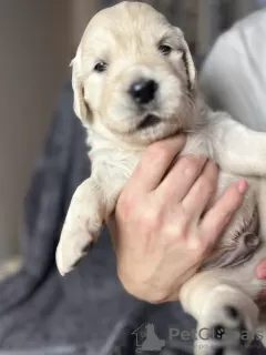 Dodatkowe zdjęcia: Szczenięta golden retrievera