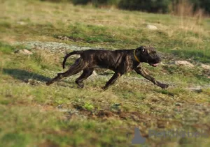 Zdjęcie №4. Sprzedam cane corso w Lublin. hodowca - cena - 4186zł