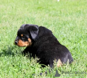 Zdjęcie №2 do zapowiedźy № 51860 na sprzedaż  rottweiler - wkupić się Białoruś od żłobka