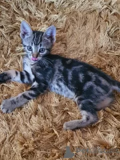 Zdjęcie №3. Schöne w der familie aufgezogene bengal kätzchen bereit zum auszug.. Niemcy