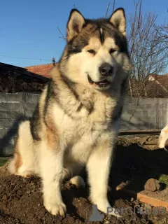 Dodatkowe zdjęcia: Szczenięta Alaskan Malamute