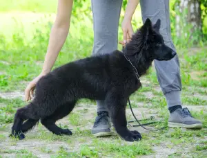 Zdjęcie №1. owczarek niemiecki - na sprzedaż w Samara | Bezpłatny | Zapowiedź №2644