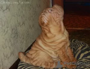 Zdjęcie №3. Szczenięta Shar Pei. Federacja Rosyjska