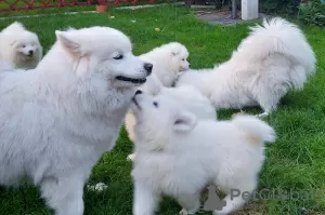 Dodatkowe zdjęcia: SAMOYED szczeniak piesek (FCI) urodzony 07.06.2024