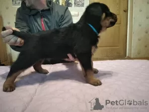 Zdjęcie №4. Sprzedam rottweiler w Новая Каховка. prywatne ogłoszenie - cena - 917zł