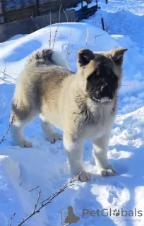 Zdjęcie №1. akita amerykańska - na sprzedaż w Tiumeń | 2604zł | Zapowiedź №9535