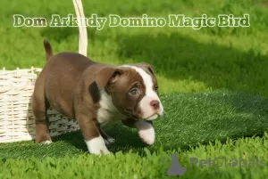 Zdjęcie №2 do zapowiedźy № 29750 na sprzedaż  american bully - wkupić się Federacja Rosyjska od żłobka, hodowca