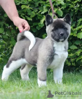 Dodatkowe zdjęcia: Akita amerykańska