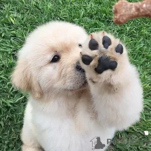 Dodatkowe zdjęcia: DOSTĘPNE SZCZENIĘTA GOLDEN RETRIEVER