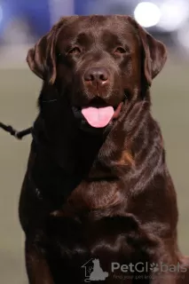 Dodatkowe zdjęcia: Klubowe szczenięta Labradora Czekoladowego