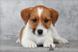 Zdjęcie №3. Szczeniak Jack Russell Terrier. Federacja Rosyjska