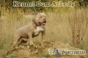 Zdjęcie №1. american bully - na sprzedaż w Krasnodar | 2578zł | Zapowiedź №44290