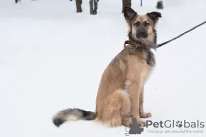 Zdjęcie №3. Szykowna, wybitna, niewzruszona Mocha szuka domu.. Federacja Rosyjska