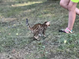 Zdjęcie №3. Chłopiec Savannah F2. USA