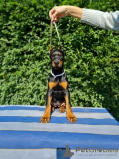 Dodatkowe zdjęcia: Doberman