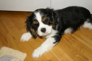 Dodatkowe zdjęcia: Szczeniaki Cavalier King Charles Spaniel chłopcy tricolor sprzedają