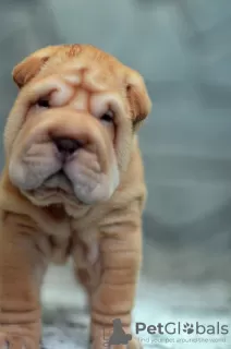 Zdjęcie №1. shar pei - na sprzedaż w Helsinki | 3614zł | Zapowiedź №12626