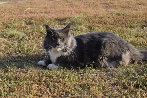 Dodatkowe zdjęcia: Kocięta Maine Coon od elitarnych rodziców