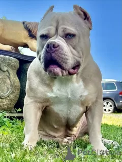 Zdjęcie №2 do zapowiedźy № 66043 na sprzedaż  american bully - wkupić się Niemcy 