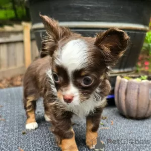 Zdjęcie №3. Dostępny szczeniak chihuahua filiżankowy. USA