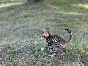 Dodatkowe zdjęcia: Chłopiec Savannah F2