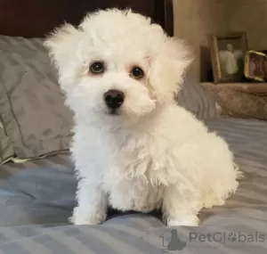 Zdjęcie №1. bichon frise - na sprzedaż w Melbourne | negocjowane | Zapowiedź №42797